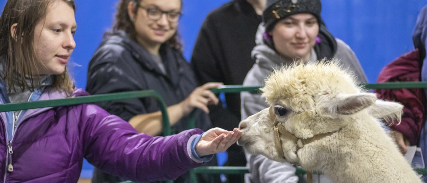 A  student pets an alpaca during a wellness event